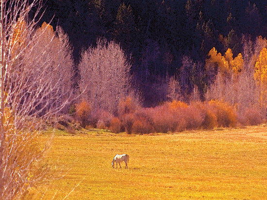 JGS286 - Horse Pasture      - 16x12 Hot on Sale